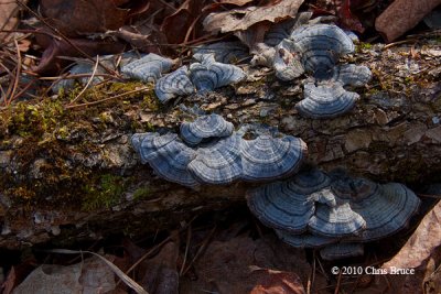 Blue Bracket Fungi (unknown species)