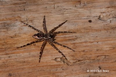 Wolf Spider 