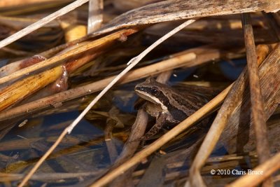 Western Chorus Frog