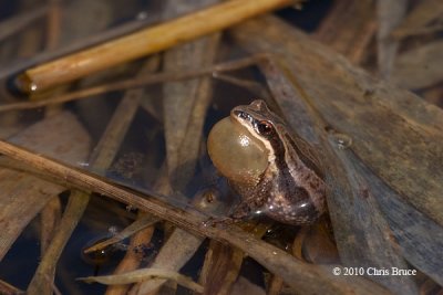 Western Chorus Frog