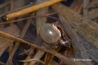 Western Chorus Frog