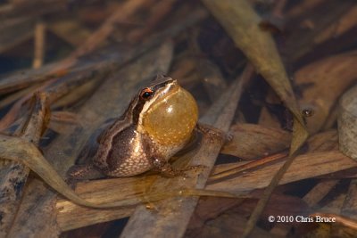 Western Chorus Frog