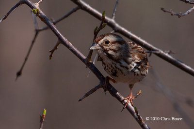 Song Sparrow