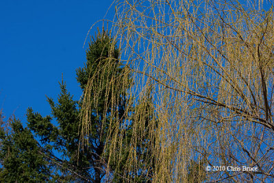 Golden Weeping Willow (Salix alba vitellina)