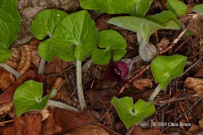 Wild Ginger (Asarum canadense - Aristolochiaceae)