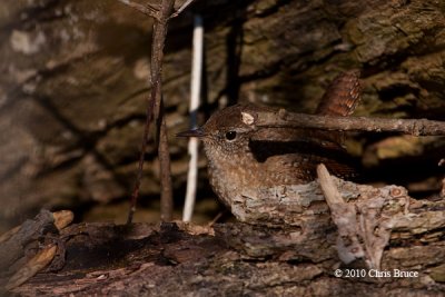 Winter Wren