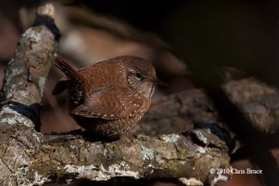 Winter Wren
