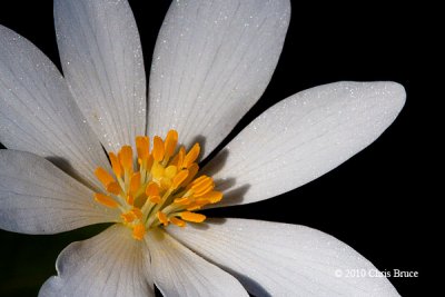 Bloodroot (Sanguinaria canadensis)