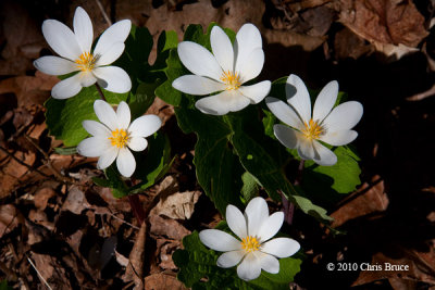 Bloodroot (Sanguinaria canadensis)