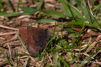 Henry's Elfin (Callophrys henrici)