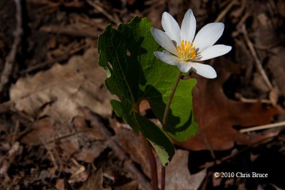 Bloodroot (<em>Sanguinaria canadensis</em>)