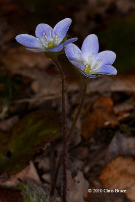 Round-lobed Hepatica (Hepatica nobilis)