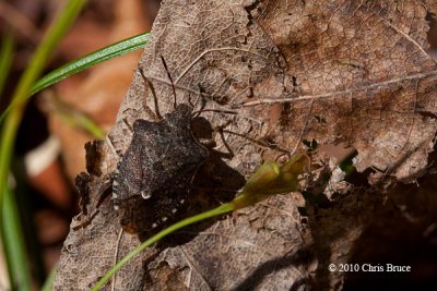 Stink Bug (Trichopepla sp.)