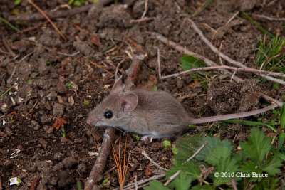 House Mouse