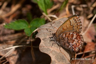 Eastern Pine Elfin (Callophrys niphon)