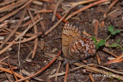 Eastern Pine Elfin (Callophrys niphon)