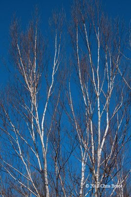 Bare White Birch