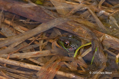 Green Frog