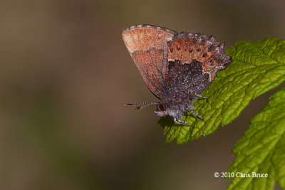 Henry's Elfin (Callophrys henrici)