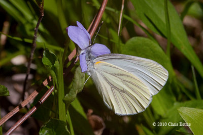 Mustard White (Pieris napi)