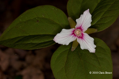 Painted Trillium (Trillium undulatum)