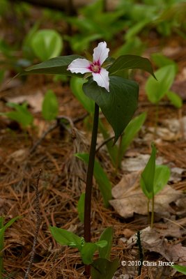 Painted Trillium (Trillium undulatum)