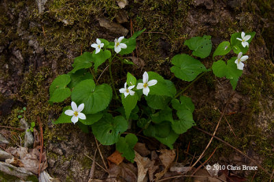 Canada Violet (Viola canadensis)