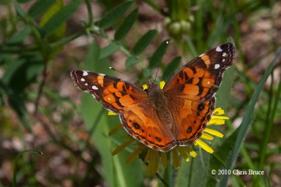 American Lady (Vanessa virginiensis)