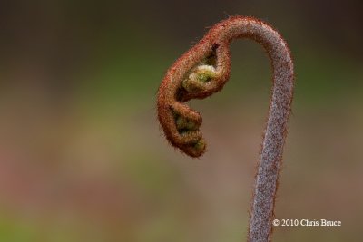 Bracken Fern Emerging