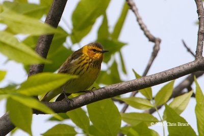 Cape May Warbler (male)