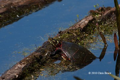 Painted Turtle