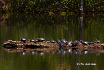 Lots of Painted Turtles!