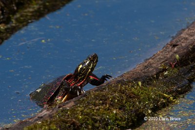 Painted Turtle