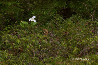 Lone Trillium