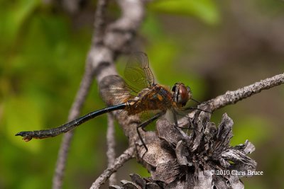 American Emerald (Cordulia shurtleffi)