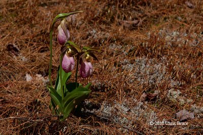 Pink Ladys-Slipper (<em>Cypripedium acaule</em>)