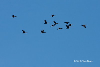 Flight of Cormorants