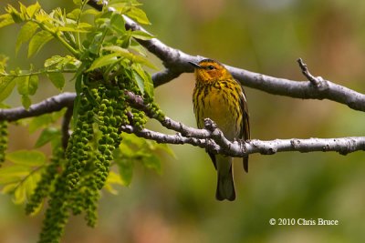 Cape May Warbler (male)