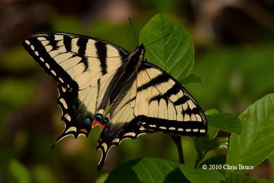 Swallowtails (Papillionidae)