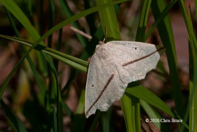Geometer Moth (Tetracis crocallata aspilatata)