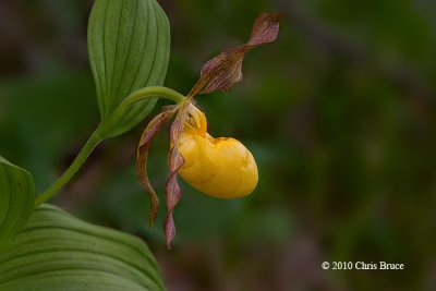 Yellow Lady's-Slipper (Cypripedium pubescens)