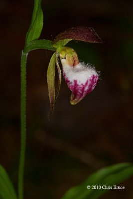 Ram's Head Lady's-Slipper (Cypripedium arietinum)