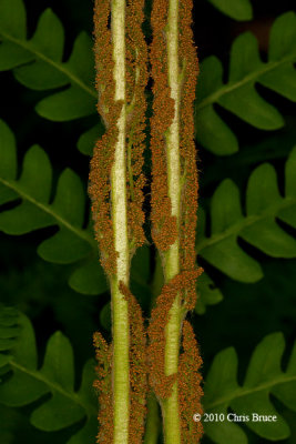 Cinnamon Fern fertile frond (Osmunda cinnamomea)