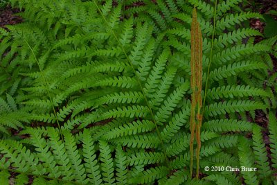 Cinnamon Fern (Osmunda cinnamomea)