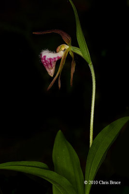 Ram's Head Lady's-Slipper (Cypripedium arietinum)