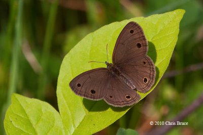 Little Wood Satyr (Megisto cymela)