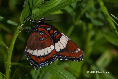 White Admiral (Limenitis arthemis)