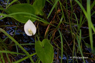 Water Arum or Wild Calla (Calla palustris)