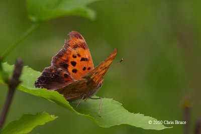 Question Mark (Polygonia interrogationis)