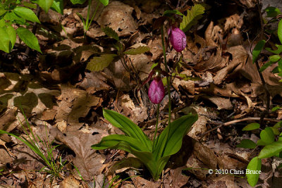 Pink Lady's-Slipper (Cypripedium acaule)